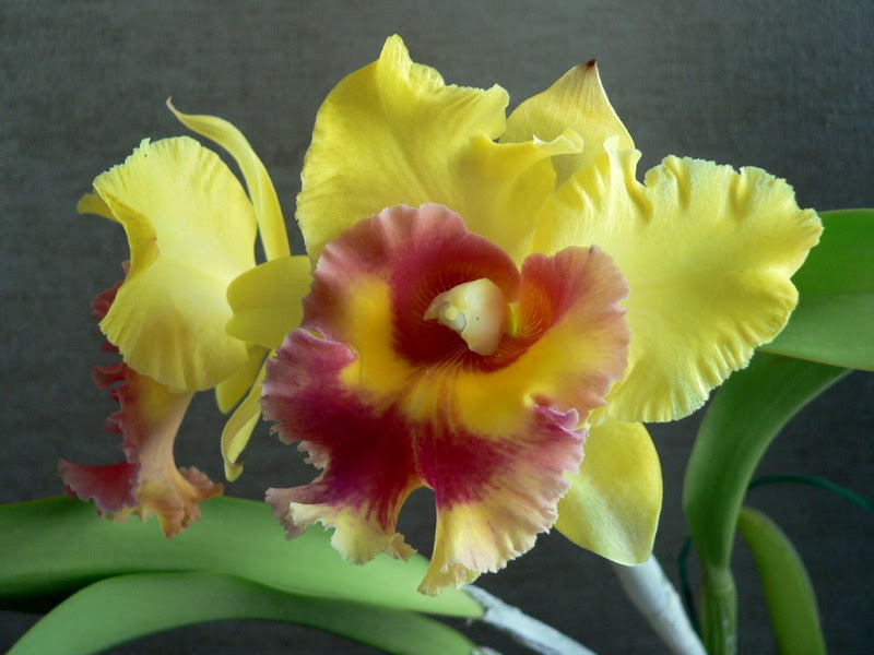 orchid